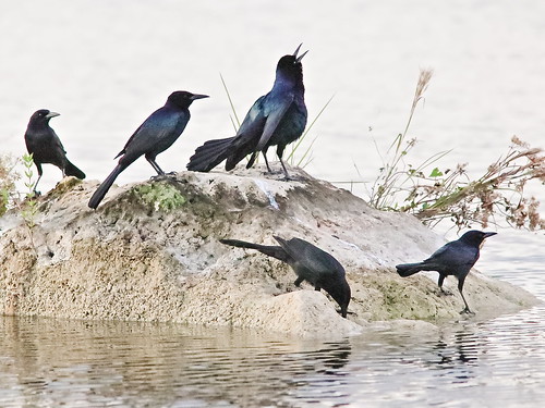 Boat-tailed Grackles 07-20191108