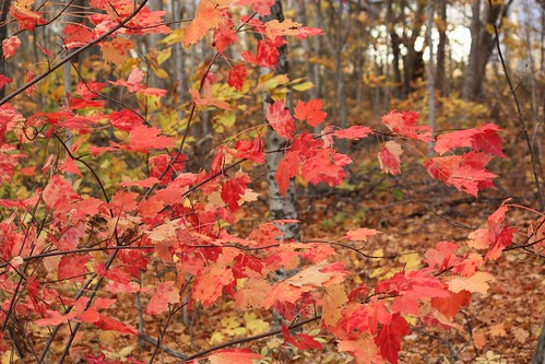 charlottetown pei canada leaves foliage fall autumn