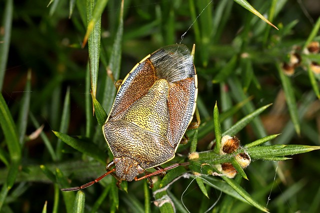 Gorse Shield bug
