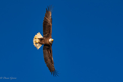virginia action autumn background bird eagle fall flight jamesriver raptor sunrise water wildlife henrico unitedstatesofamerica