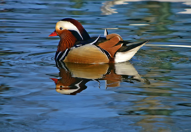 Mandarin duck (male)/ Don't follow me here, I'm only on Facebook!