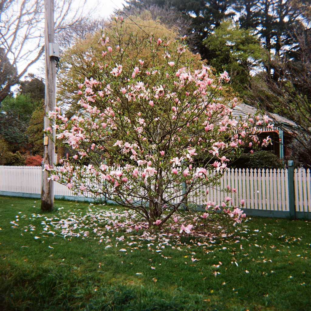 Tree losing its blossom