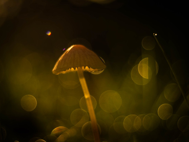 Mushroom Fairytales 2019 - Part 12