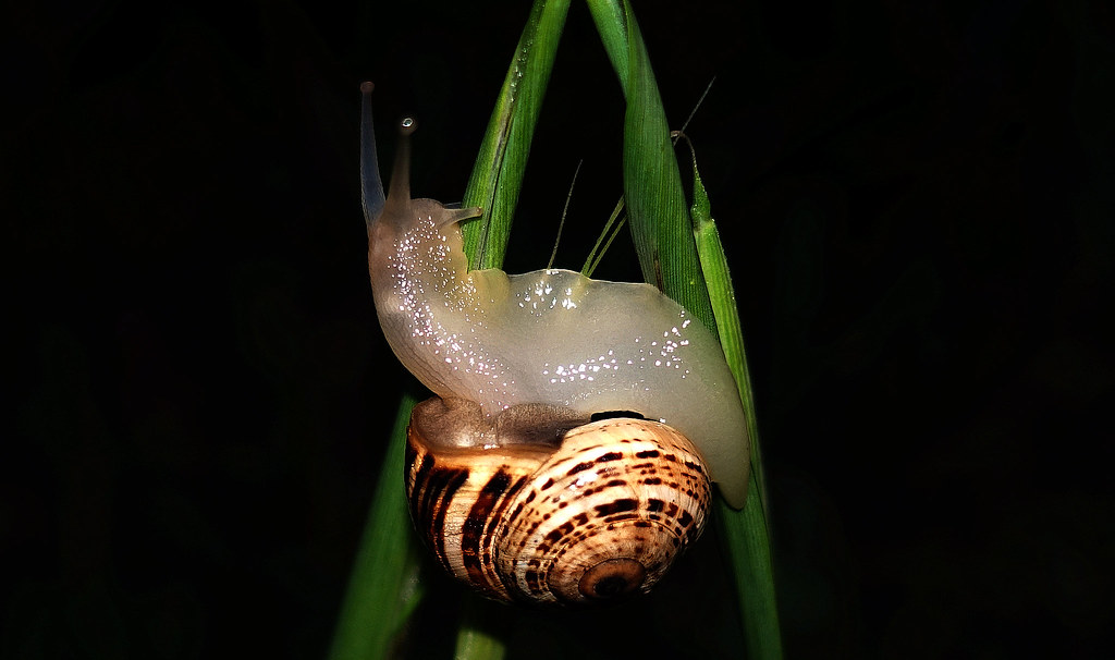 Snail (Macro)