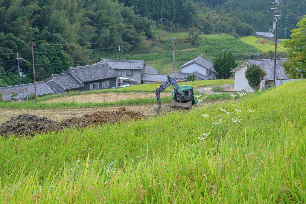 明日香村・細川1・Rice Field of Asuka