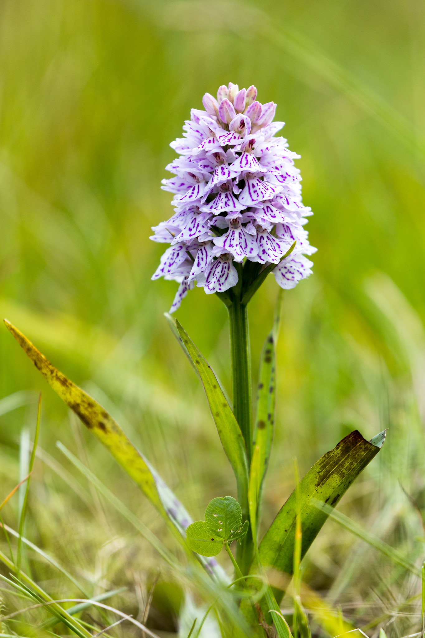 Orchid - Røst Norway