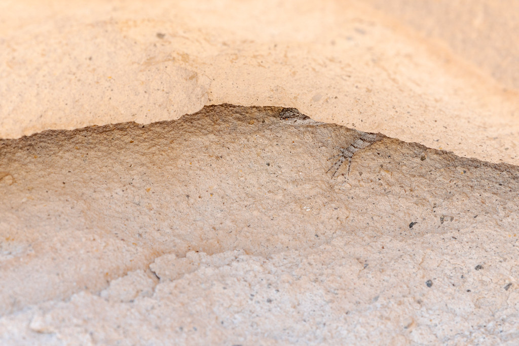 An ornate tree lizard sleeps for a moment, mostly hidden in a crevice in a rock near the top of Brown's Mountain, in McDowell Sonoran Preserve in Scottsdale, Arizona in September 2019