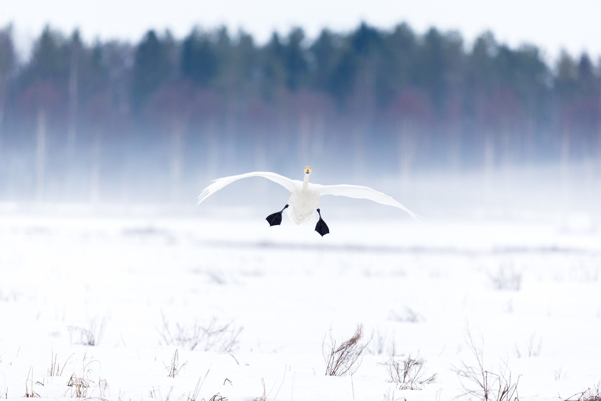 Wooper Swan - Birds in Arctic summer, Sweden