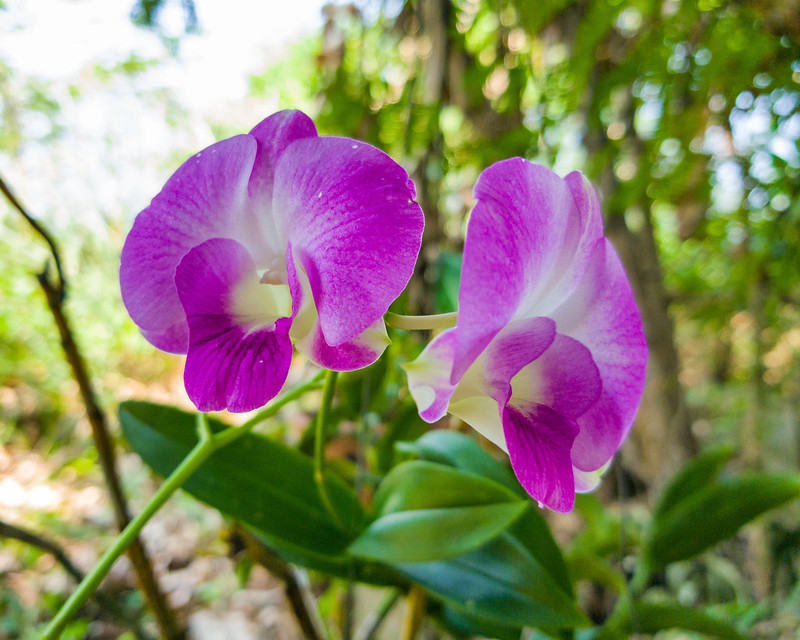 Unidentified purple and white orchid 4e