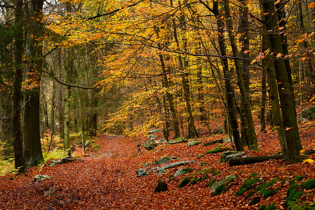 Classic autumnal forest path