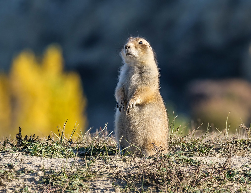 Theodore Roosevelt National Park - Prairie Dog in fall.