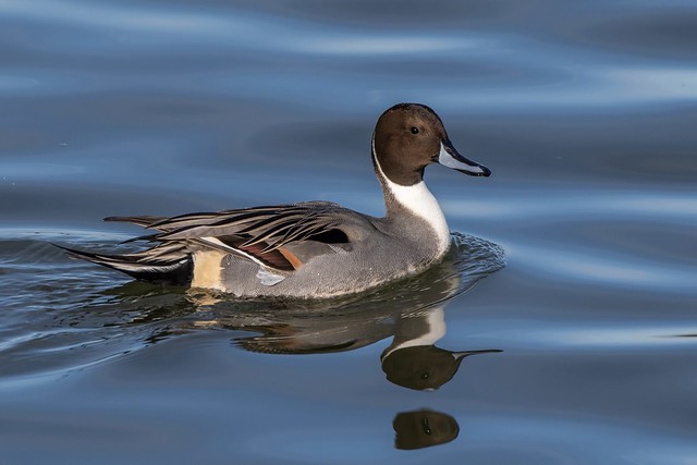 Pintail. Manningtree estuary. ( first for me, to see and capture)