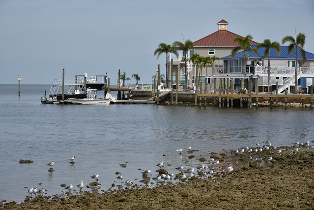 Gulf Coast Seagulls
