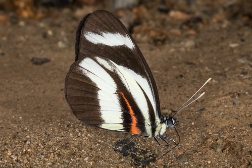 schmetterlinge papillon butterfly butterflies ecuador südamerika southamerica lepidoptera insect insekt zamora zamorachinchipe regenwald rainforest neotropical neotropisch pieridae pierinae pierini weissling white lorenawhite perrhybris perrhybrislorena copalinga viapodocarpus riobombuscaro copalingarainforest puddling mineralien mineralienaufnahme