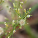 Flickr photo 'Canadian Horseweed (Conyza canadensis)' by: Mary Keim.