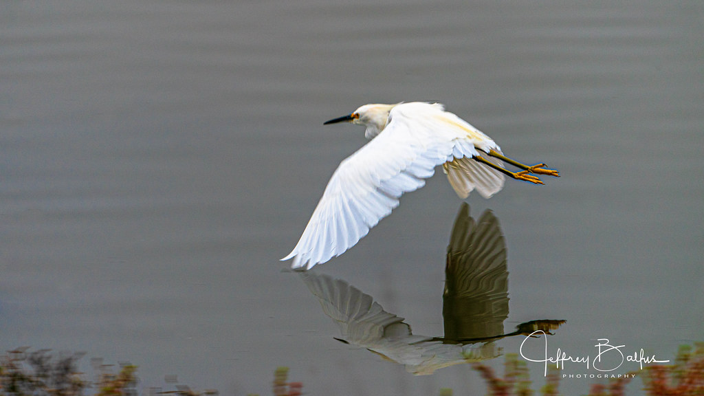 Flying Egret with reflection