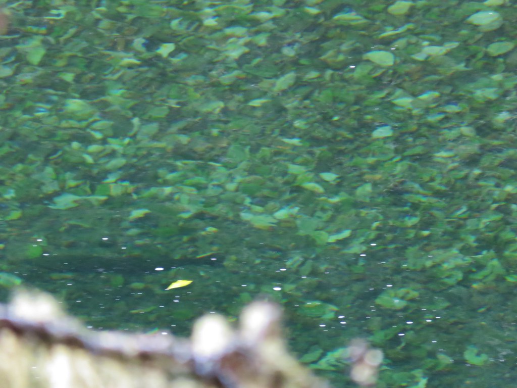 Fish in the Clackamas River