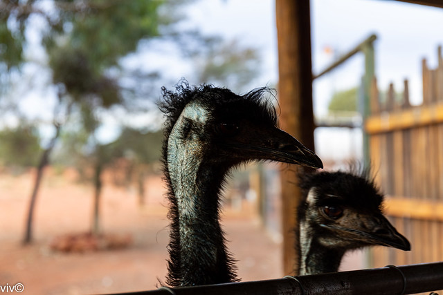 Two Emus in contemplation