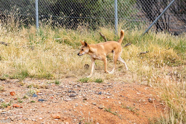 Dingo, tee Australian feral dog - more ferocious  than meets the eye!