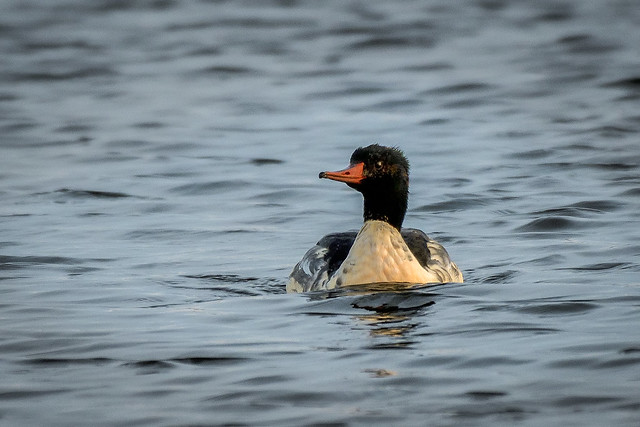 Grand Harle ou Harle bièvre --- Common merganser  -   Serreta grande