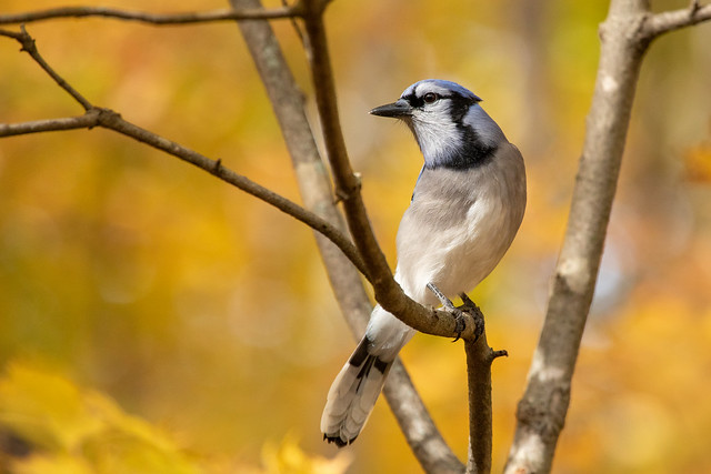 Blue jay