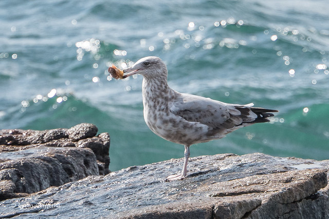 Juvenile Ring-billed Gull? 502_1650.jpg