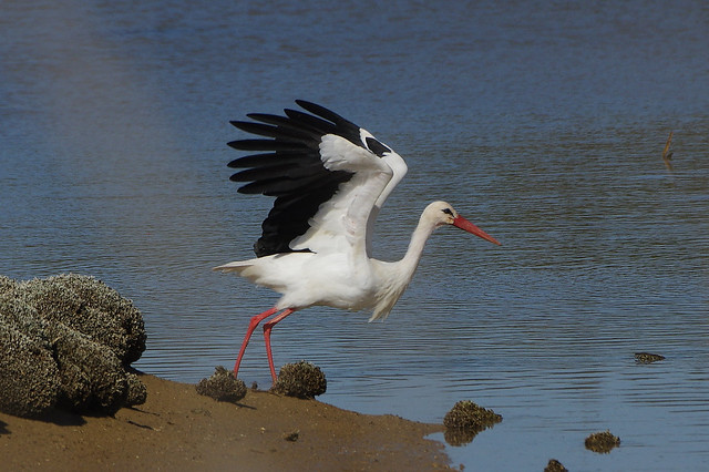 K32P3086aa White Stork, Lagoa dos Salgados (P), October 2019