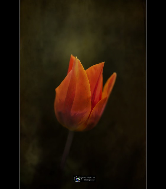 2016_04 Tulipe