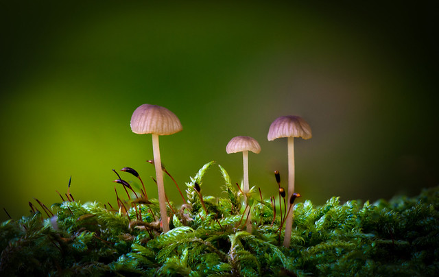The Three Wise Mushrooms