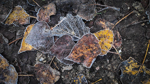 aanschotsebeemden blad bladeren herfst herfstkleuren ochtendwandeling