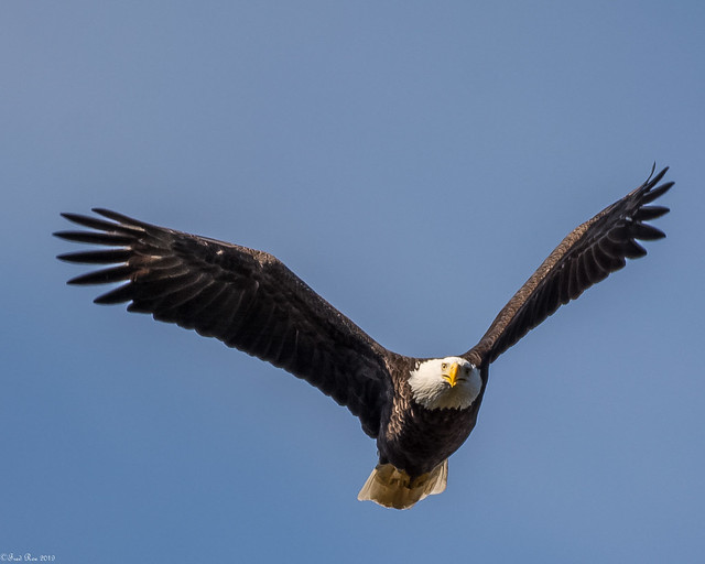 Flight of the eagle