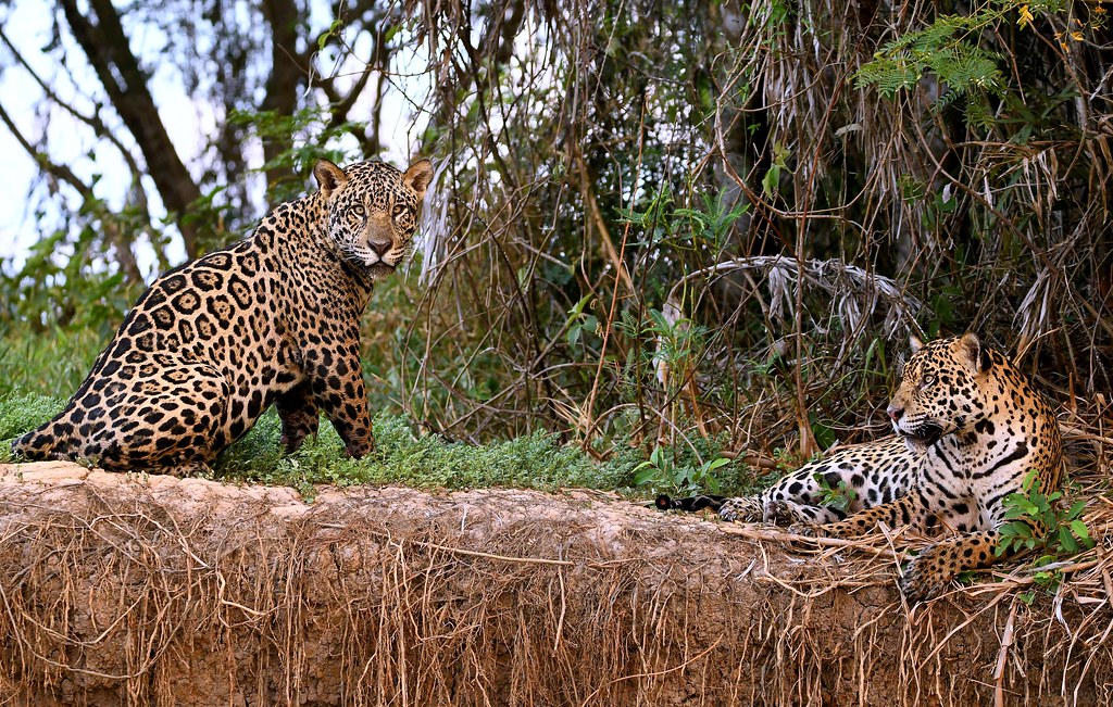 Jaguars of The Pantanal, Brazil.