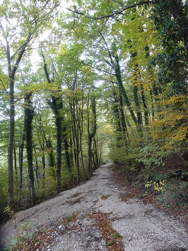 autumn autunno appennini mountain montagna hiking walking nature natura marche landscape paesaggi wood trees bosco forest alberi path sentiero