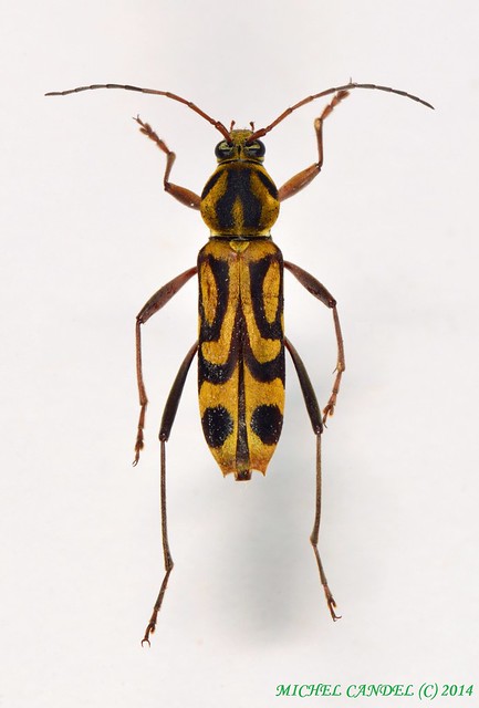 Chlorophorus annularis - ( Fabricius, 1787) - Cérambycidae - Munduk -  Bali - INDONESIE