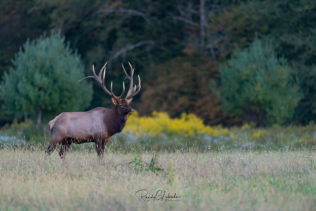 Elk of Benezette | 2019 - 27