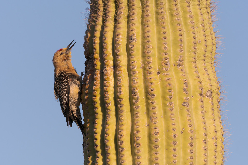 A male Gila woodpecker calls out while perching next to his nest in a saguaro on the Latigo Trail in the Brown's Ranch section of McDowell Sonoran Preserve in Scottsdale, Arizona in May 2019
