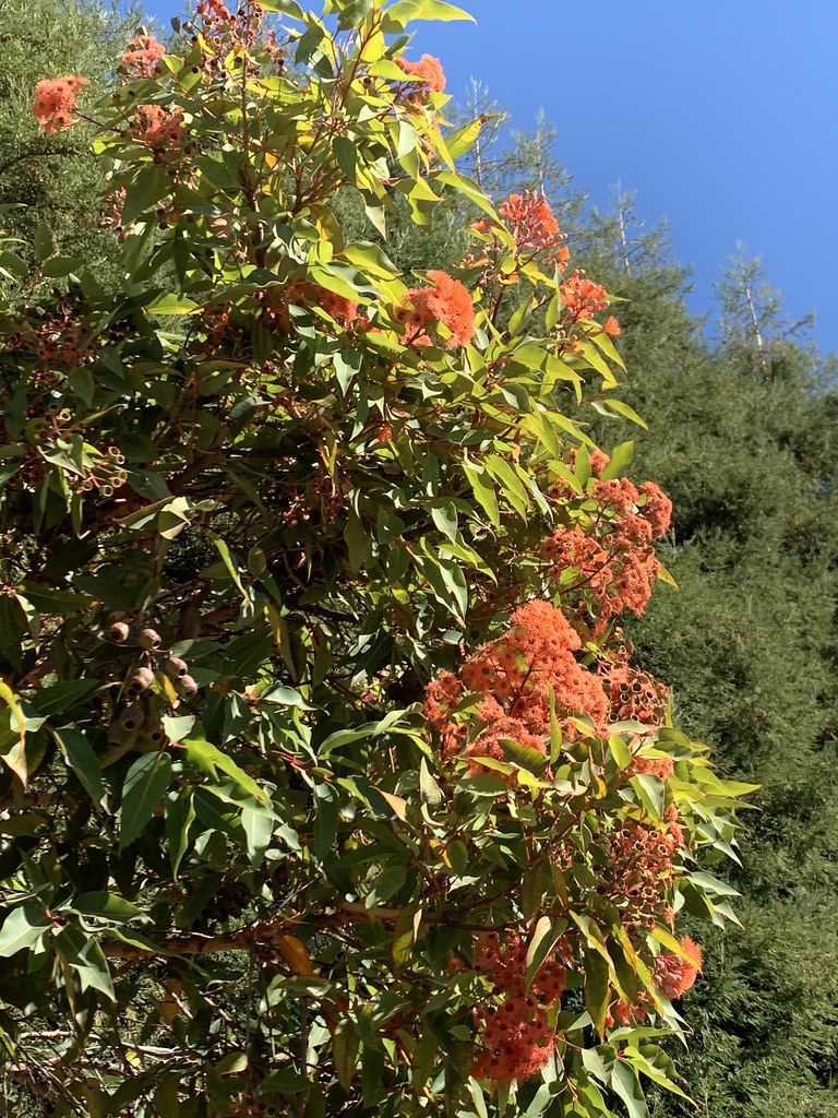 UC Santa Cruz Arboretum, Nov 2, 2019