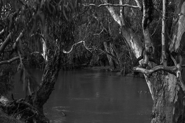 Edward River twilight