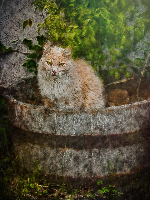 Cat in a planter barrel