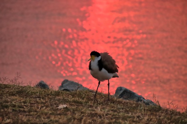 The plover.