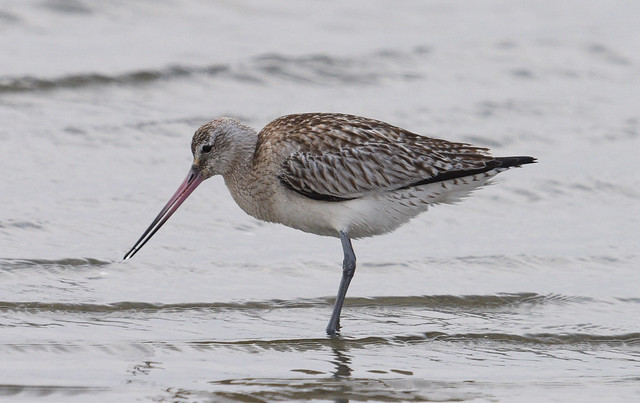 Bar-tailed Godwit  (Limosa lapponica)