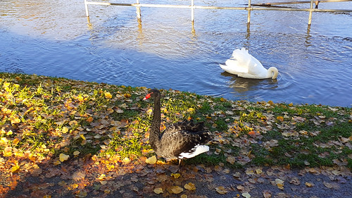 Black swan, Severn, Shrewsbury