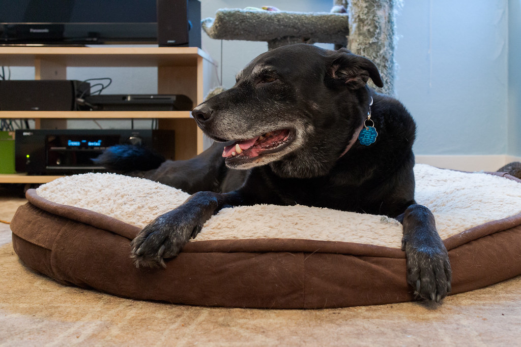 Our dog Ellie rests on her dog bed in my office a week after we adopted our cat Boo in July 2013