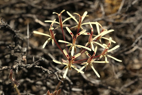 Pelargonium aristatum, a tuberous species, in habitat