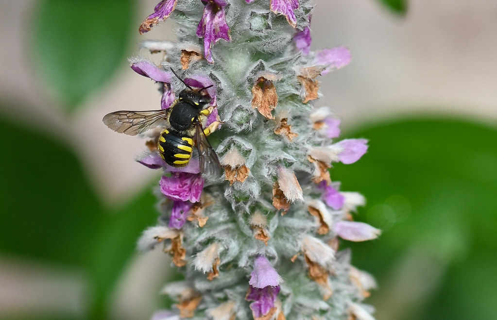 Megachilidae Anthidium manicatum sur (on) Stachys byzantina (Oreille d’ours -- Bear’s  ear)
