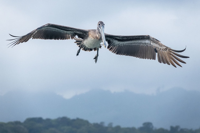 Pelican  - Livingston - Guatamala