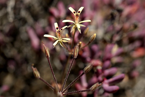 Pelargonium aristatum in habitat
