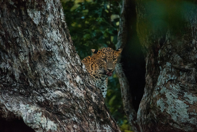 Failed attempt at catching a bird. Then the leopard started to move towards the tree to avoid getting soaked