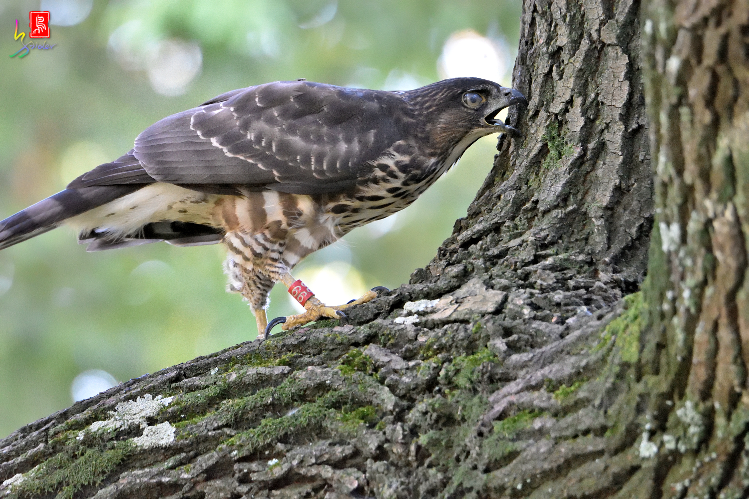 Crested_Goshawk_4523