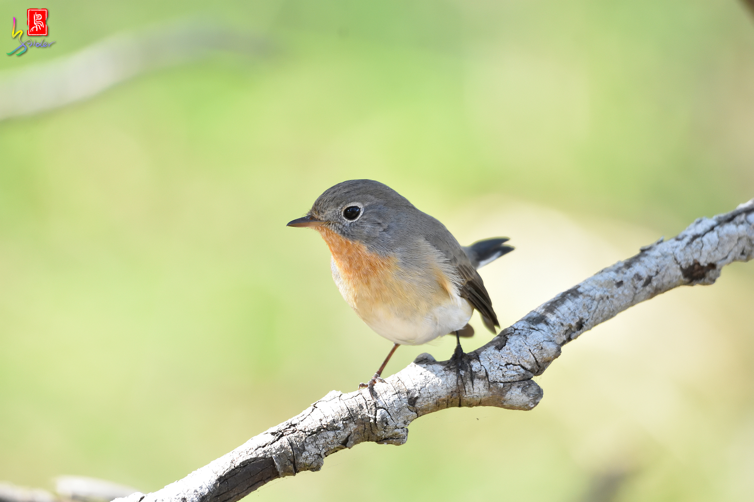 Red-breasted_Flycatcher_1743